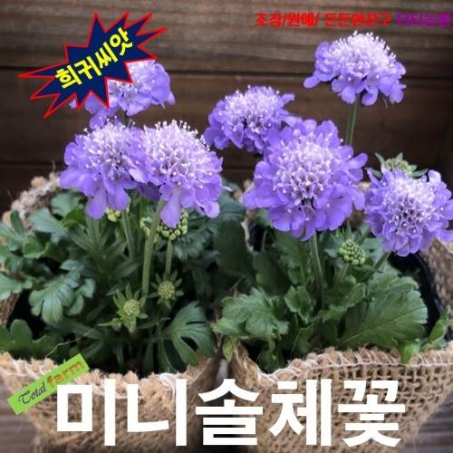 미니솔체꽃 혼합 씨앗 10립