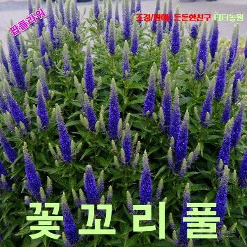 꽃꼬리풀 베로니카 혼합 씨앗 25립