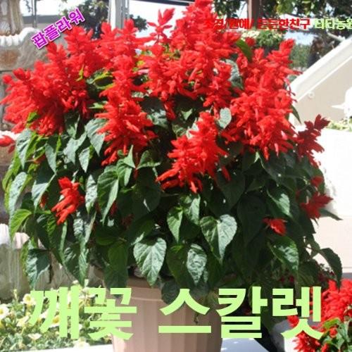 깨꽃 사루비아 씨앗 15립