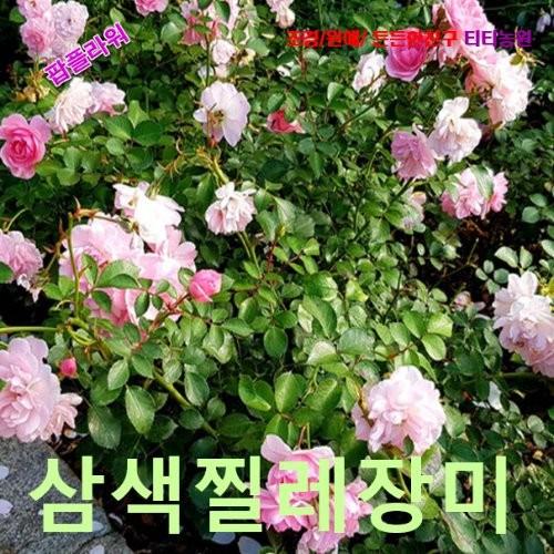 삼색미니찔레장미 엔젤윙 씨앗 10립