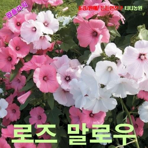 씨앗나라DN 로즈말로우라바테라 혼합색 씨앗 100립