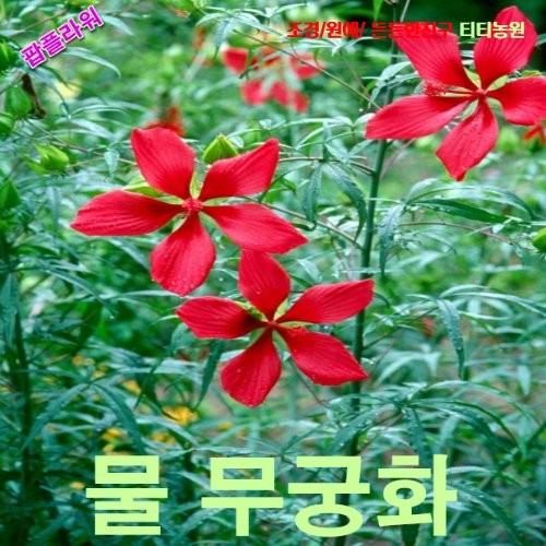 단풍잎촉규화물무궁화 씨앗 3립