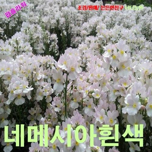 네메시아 화이트 씨앗 25립
