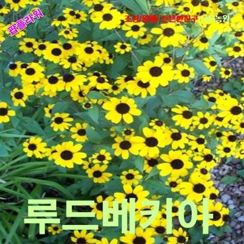 루드베키아 갈색눈의수잔 씨앗 10립