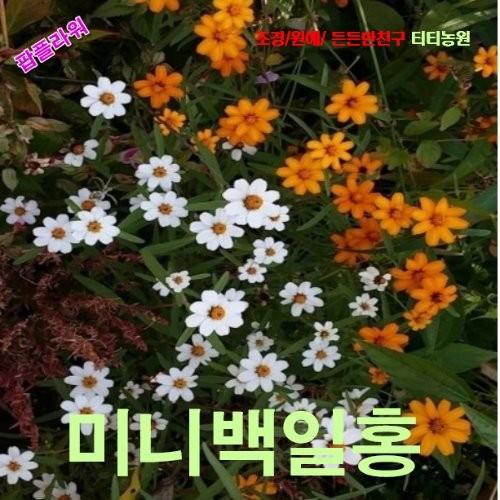 미니백일홍 혼합 씨앗 20립