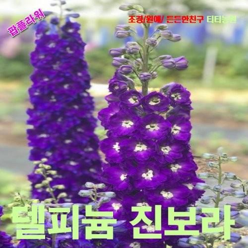 델피늄 진보라색 씨앗 10립