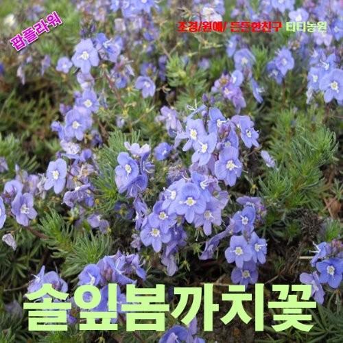 봄까치꽃 씨앗 10립