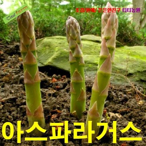 아스파라거스 씨앗 10립