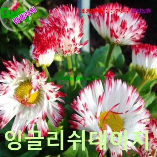잉글리쉬데이지 혼합 씨앗 10립