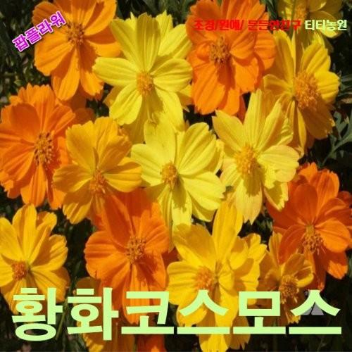 황화코스모스 혼합왜성종 씨앗 100립