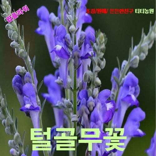 골무꽃 씨앗 10립