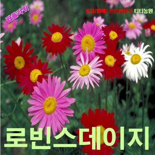 로빈슨데이지 혼합색 씨앗 100립
