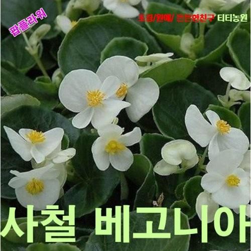 사철베고니아 레드 씨앗 15립