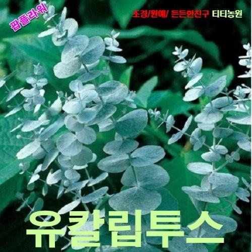 유칼립투스 실버 씨앗 5립