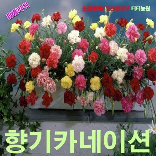 향기카네이션 미니종 혼합 씨앗 10립