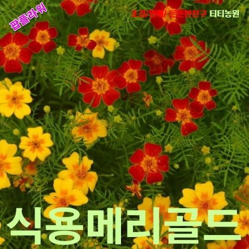 식용메리골드 삼색혼합 씨앗 15립