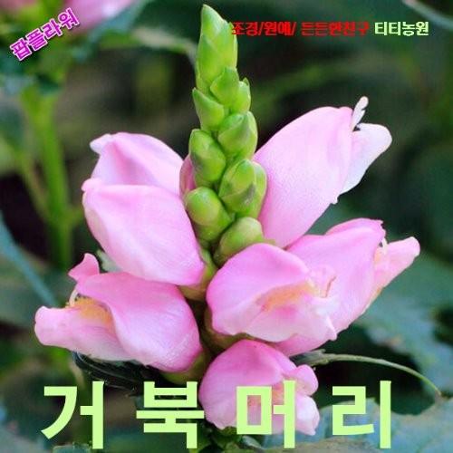 거북머리자라송이풀씨앗 8립