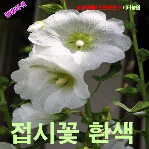 접시꽃 흰색 씨앗 10립