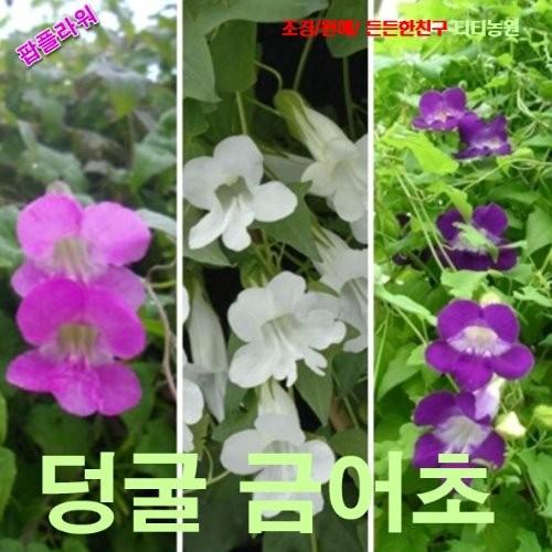 아사리나덩굴금어초 혼합 씨앗 5립