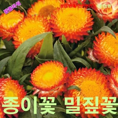 종이꽃밀짚꽃 오렌지 씨앗 10립