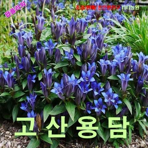 고산용담 씨앗 10립
