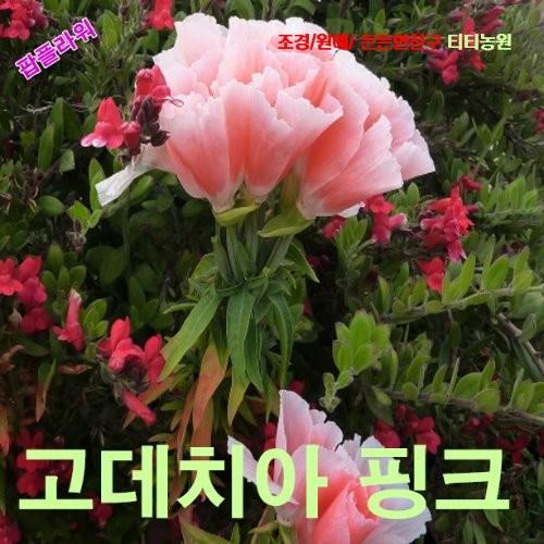고데치아 핑크 씨앗 50립