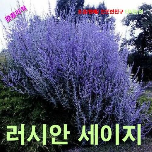 러시안세이지 씨앗 5립