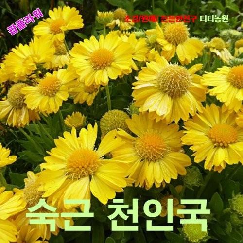 숙근천인국 인디안국화 노랑색 씨앗 10립