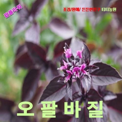 오팔바질 씨앗 10립