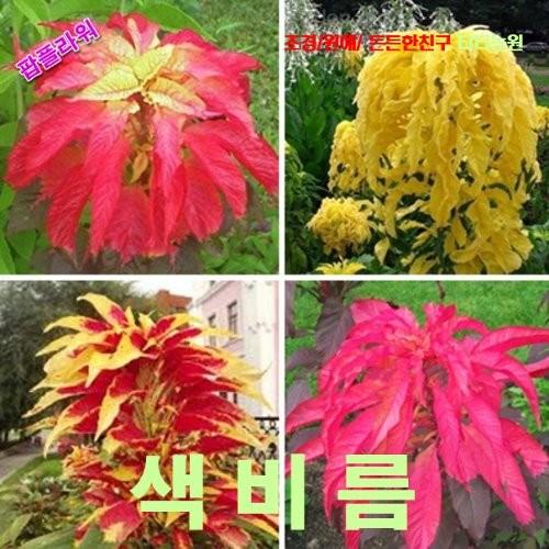 색비름 씨앗 15립