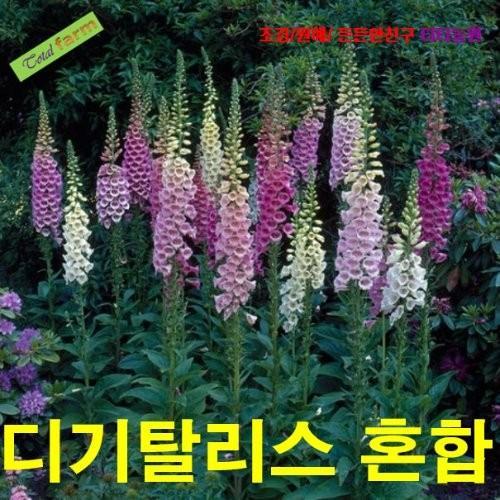 큰키 디기탈리스 혼합색 씨앗 50립