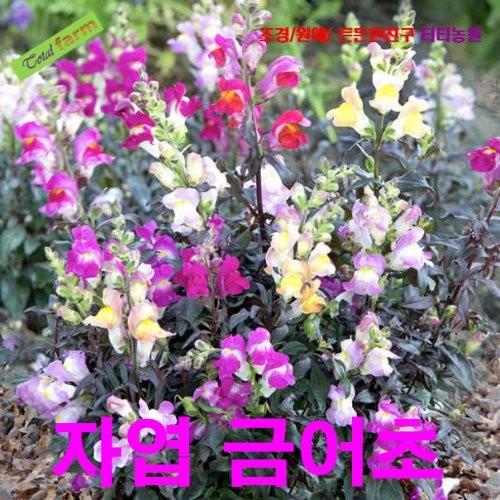 자엽금어초 씨앗 25립