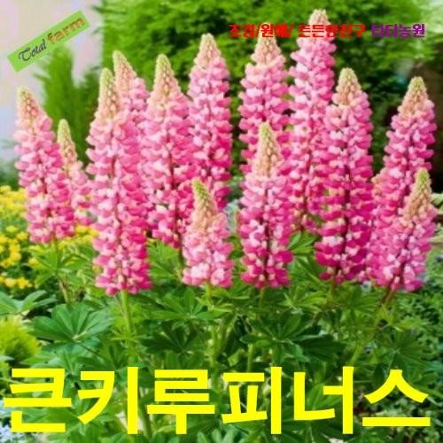 큰키 루피너스 혼합 10립