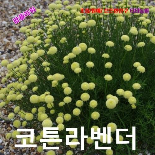 코튼라벤더산토리나 그린씨앗 25립