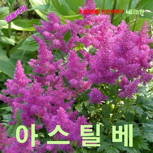왜성아스틸베 씨앗 20립