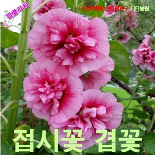 접시꽃 분홍겹꽃 씨앗 10립