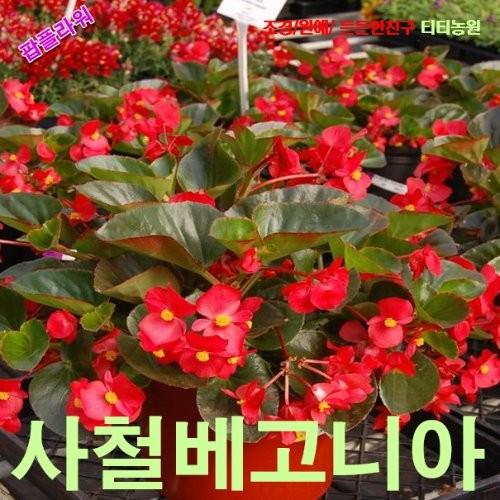베고니아 레드 씨앗 15립