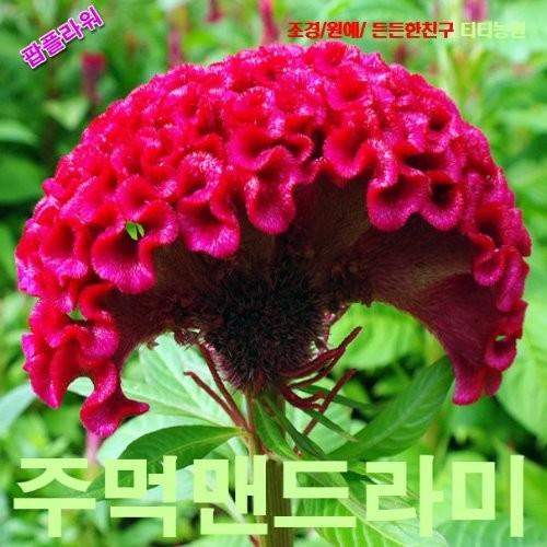 주먹맨드라미 빨강 씨앗 10립