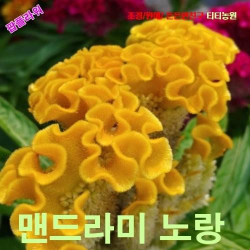 맨드라미 노랑 산호형 씨앗 10립