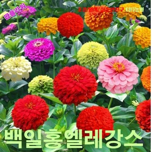 백일홍 엘레강스 혼합 씨앗 10립