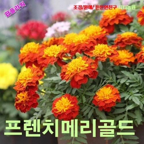 프렌치메리골드 하모니 씨앗 10립