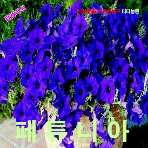페튜니아 퀸토블루 씨앗 8립