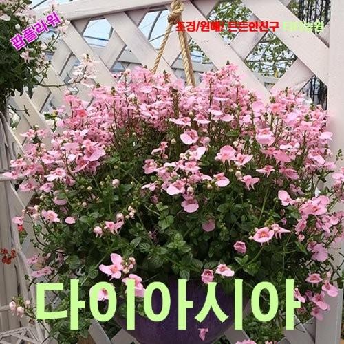 다이아시아 혼합 씨앗 50립