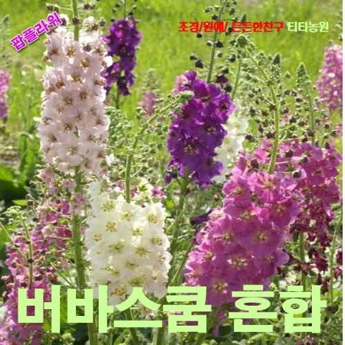 버바스쿰 혼합 씨앗 25립