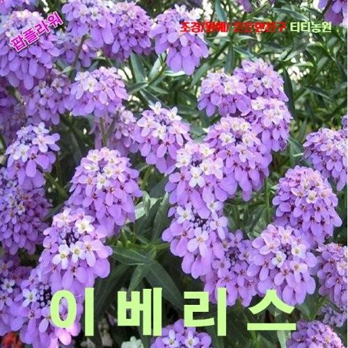 이베리스 움베라타 혼합 씨앗 10립