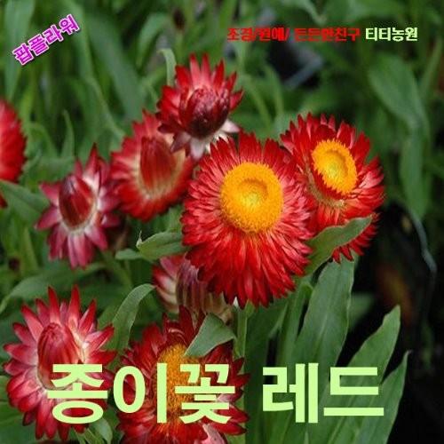 종이꽃밀짚꽃 혼합 씨앗 10립