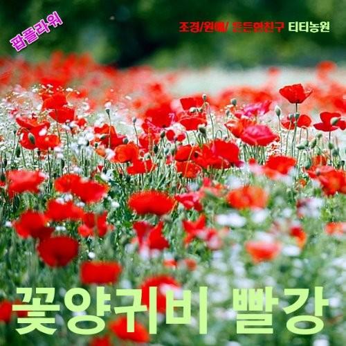 꽃양귀비 레드 씨앗 1000립