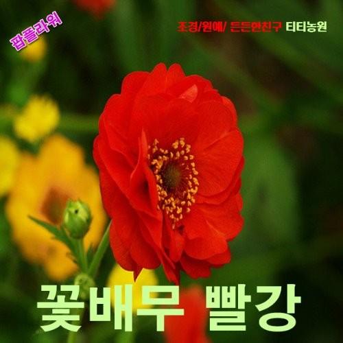 꽃뱀무 빨강 씨앗 10립