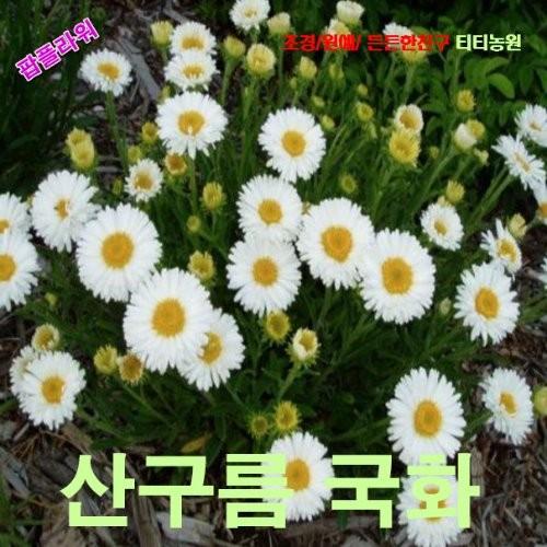 산구름국화큰얼굴미니아스타 혼합 씨앗 10립