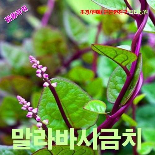 말라바시금치황궁채 씨앗 15립